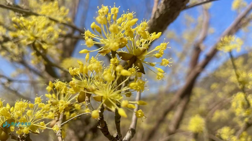 mmexport1742870467041