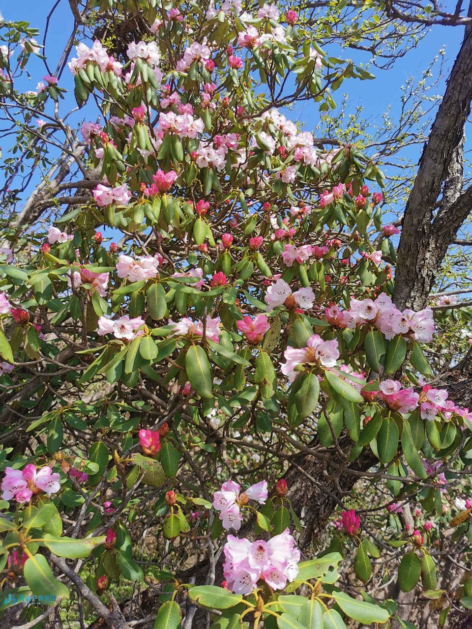 mmexport1746115018373