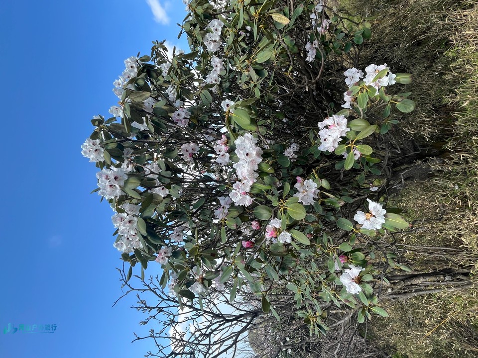 mmexport1746115024414