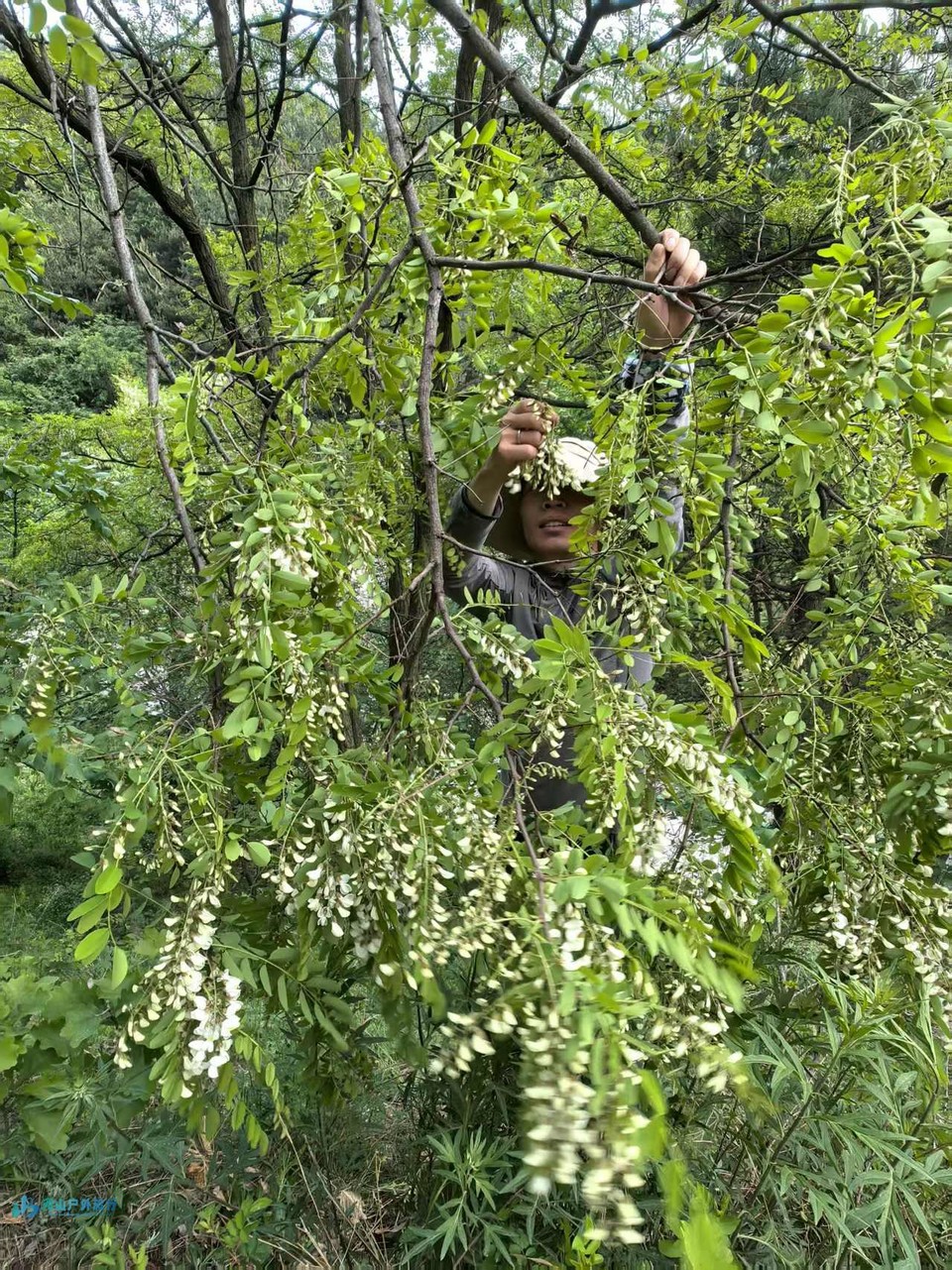 mmexport1746533815942