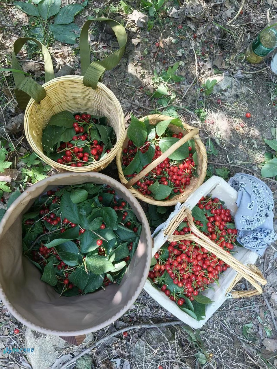 mmexport1748596008888