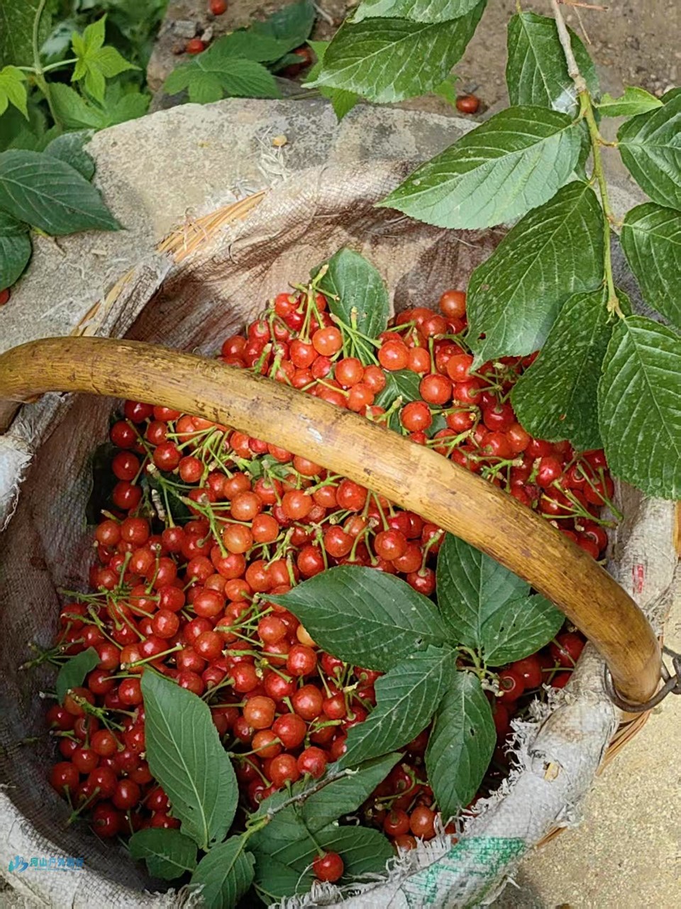 mmexport1748596078564