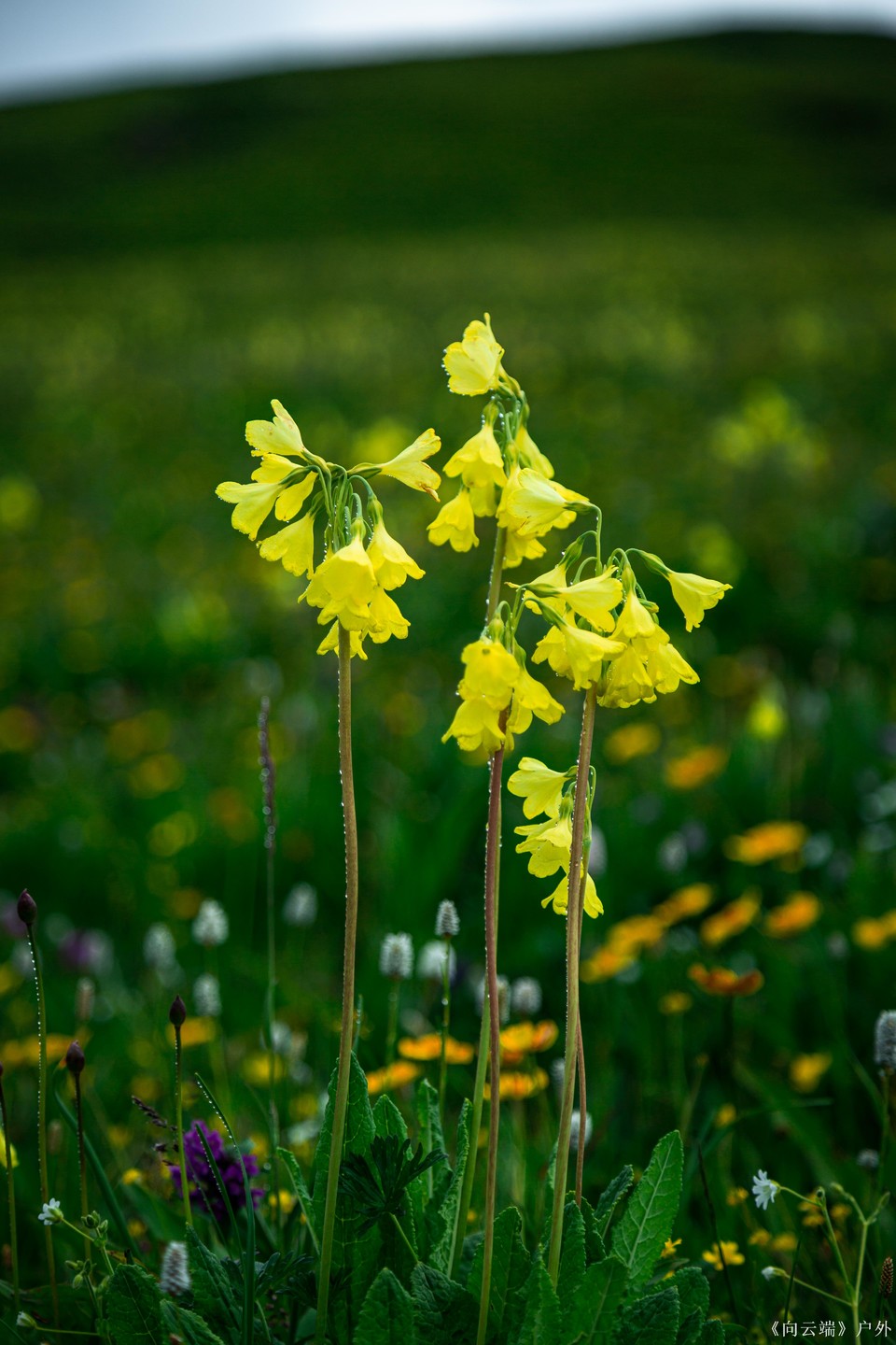 mmexport1752095388131