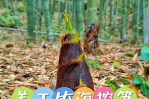 4月26日（周日）  北川羌王竹海 挖笋  农家饭 一日游