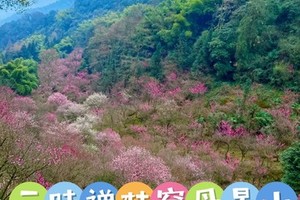 4月23日（周四）三昧禅林穿丹景山 吃斋饭 徒步赏牡丹花一日游 