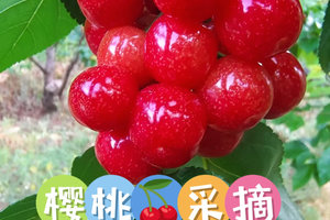 4月25日（周六）  江油采摘樱桃  农家饭 竹海徒步打野 一日游