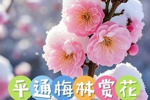 3月2日（周一）平武平通梅林徒步赏花一日游