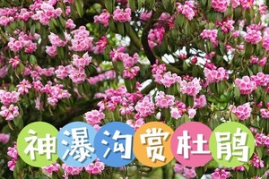 4月26日（周日）神瀑沟徒步 打野 赏杜鹃花 拿奖牌一日游