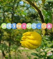 11月30日（周日） 安县摘佛手柑+野炊+钓鱼（自驾游 ）