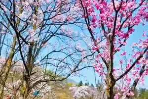 九皇山花溪景活动