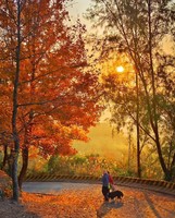 ［麦理浩径十段］周六：12月20日相约麦理浩径第十段，邂逅枫香林枫叶，俯瞰港版千岛湖