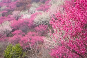 【 新线首发 】2.22 木兰花谷徒步遇见梅好，打卡明清园古建筑群