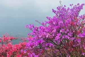【徒步赏花】4.20 徒步天马寨 赏高山五彩杜鹃花海