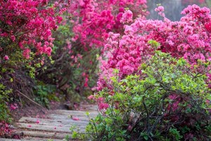 【亲子徒步 】 4.13 徒步穿越云雾山，赏漫山杜鹃花海