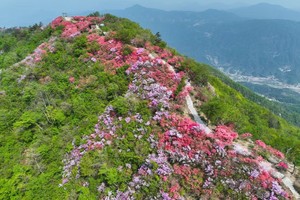 【徒步赏花】4.26 徒步天马寨 赏高山五彩杜鹃花海