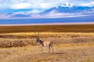 【问水·三江源】“两湖一碑”—尕朵觉沃＆阿尼玛卿神山—冬格措纳湖—星星海8日探秘之旅！