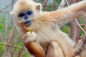 神农架 | 科考探险五日亲子夏令营（8.3-8.7）