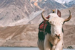 2025年小车团丝路冬韵-异域南疆8日