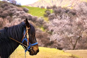 2025小车游系列 春满天山——赛里木湖+伊犁杏花7日