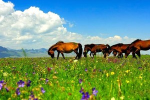 【走进祁连山】乌鞘岭-柴尔龙海-冰沟河-八宝河谷-汉明长城遗址-山丹军马场-祁连山草原穿越6日徒步探险之旅！