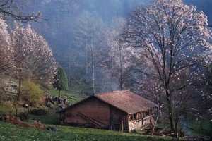 【辛夷花开】三星堆/吴家后山辛夷花/剑门关/千佛崖/阆中古城5日春日人文赏花之旅