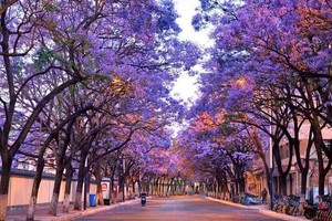 【人间四月天】昆明+西昌双城蓝花楹、双层蓝花楹观光巴士、元谋土林、螺髻山、九十九里温泉瀑布、七里坝杜鹃花、泸沽湖轻奢7日