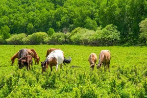 【遇见乌兰布统·轻野草原5日】乌兰布统+公主湖+影视基地+皇家鹿苑+金山岭长城+越野穿越原始草原＋私家牧场+28人品质团
