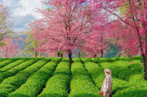 【云南虫谷】昆明-哀牢山秘境-无量山樱花谷-翁丁原始村落-沧源千年崖画-博航老寨-龙摩爷-边境孟连-老达保-景迈山樱花-