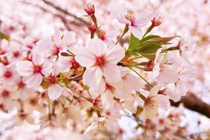 4月17日   樱韵大连·醉美春风  3日游