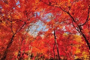 一路行旅游 10月2日-3日金秋双溪漫记！筐子沟+玉龙溪两日，赴一场枫红水韵的限定浪漫