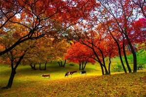 10月18日，红叶“枫”啦！ 乌旦塔拉、阿古拉湿地草原一日游（不含倒站车30元/人）