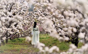 科尔沁户外 4月18日梨花节  一眼千年，北镇梨花开了！含午餐，奔赴春日香雪海！