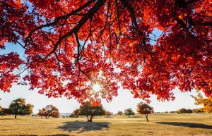 【科尔沁户外•我爱家乡美】 10月17日代钦塔拉赏枫、美拍、休闲一日游
