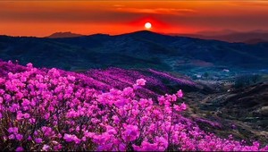 4月18--19日 岫岩杜鹃花赏春两日游 