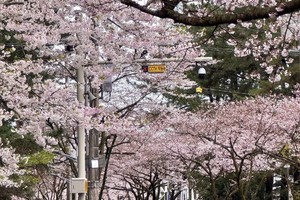 通辽独立团【樱落济州岛】满天的樱花，浪漫的极致