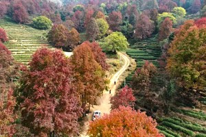 每周四/六/日出发【河源枫叶】漫步