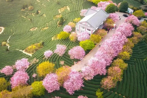春节【泉州樱花3天】永福樱花园、蟳浦簪花、泉州西街、梧林村小娘惹、大鱼海棠初溪土楼