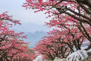 春节【连平桃花】徒步鹰嘴桃之乡13公里，赏十万亩桃花盛宴