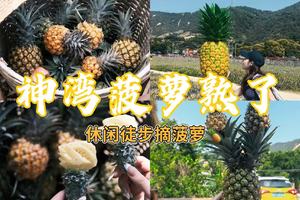 4.6【菠萝的山】90元起，中山菠萝的山11km徒步，体验采摘，美食