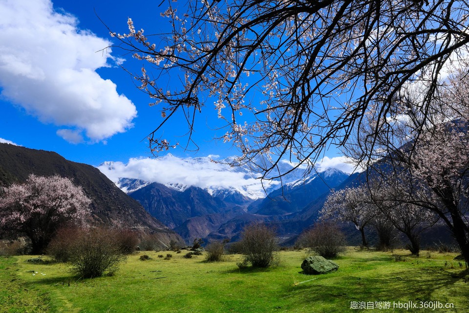 壮美的林芝桃花