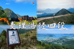 “港版阿勒泰”麦理浩径第四段昂坪大草原，俯瞰西贡半岛全景，偶遇野生黄牛群