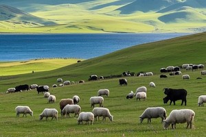 【九寨甘南】扎尕那+花湖+九曲黄河第一湾+四姑娘山+松潘+黄龙+九寨沟（成都集散） 8日游