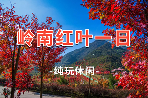 【岭南红叶】收客中！ 岭南红叶世界醉美红枫、天空之境、魔法森林、童趣咩咩谷、高山茶园 1日游