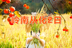 【岭南从化2日】收客中！周三/六！从化上罗村柿子海、艾米稻香小镇赏稻，岭南红叶世界赏枫、天空之境美拍、高山茶园2日游