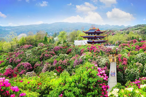 转发联系客服返现！【3天| 百里杜鹃】（4.10）世界最大杜鹃花海，织金洞