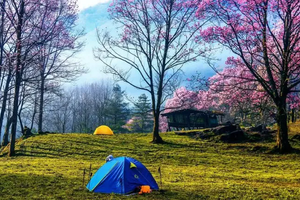 转发联系客服返现！【2天 | 藏王寨大屋基辛夷花】（4.4）原始秘境，被遗忘的辛夷花童话世界！