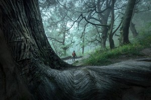 转发联系客服返现！【2天| 探秘古蜀道】（4.11）千年历史古道，世界交通史上的活化石