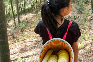 【1天| 挖笋子】（4.25/5.3）车程近、人少景美、挖笋子、摘樱桃、采茶、竹林徒步