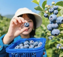 特惠【1天| 老鹰岩+特惠蓝莓】（6.14）小众野趣、绳索木梯攀爬、藤蔓丛林穿越、古寺溪流