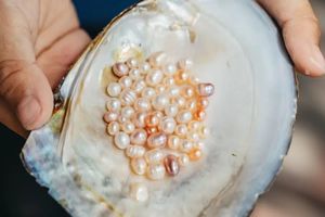 【1天| 珍珠小工匠】（6.19/20/21）小溪寻河蚌、开蚌取珠、贝壳DIY、手搓冰粉、玩水摸鱼抓泥鳅